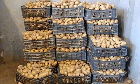 فلاحة: المخزون الاستراتيجي لمادة البطاطا يفوق 130 ألف طن