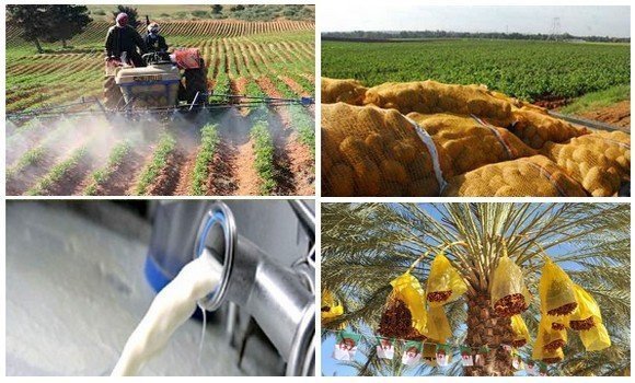 الإتحاد الوطني للفلاحين الجزائريين: ممكن تحقيق الاكتفاء الذاتي في المنتجات الزراعية في ظرف سنتين
